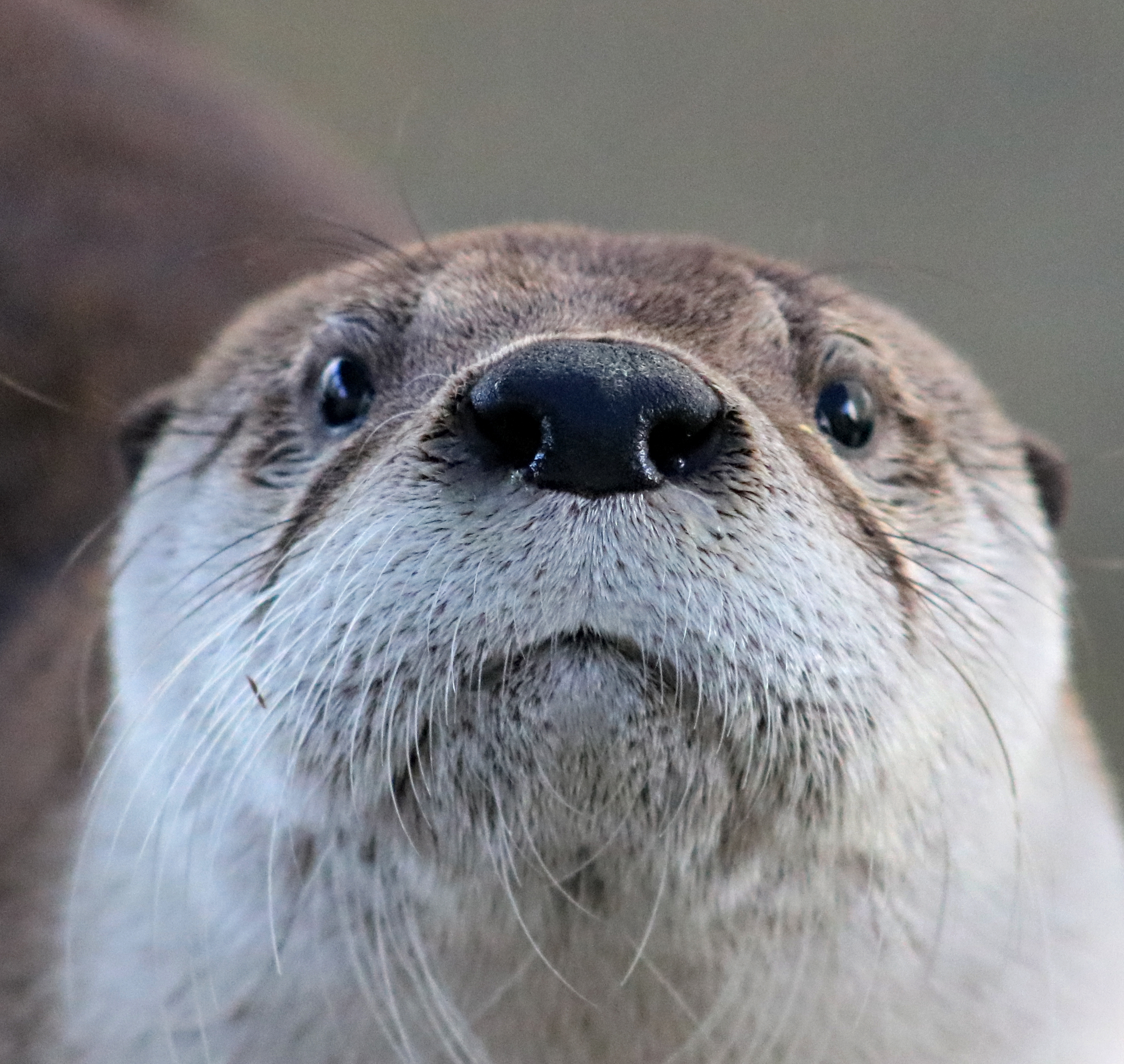 otterrules