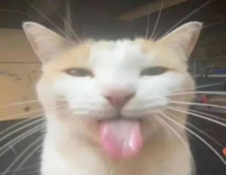 SaureCurry