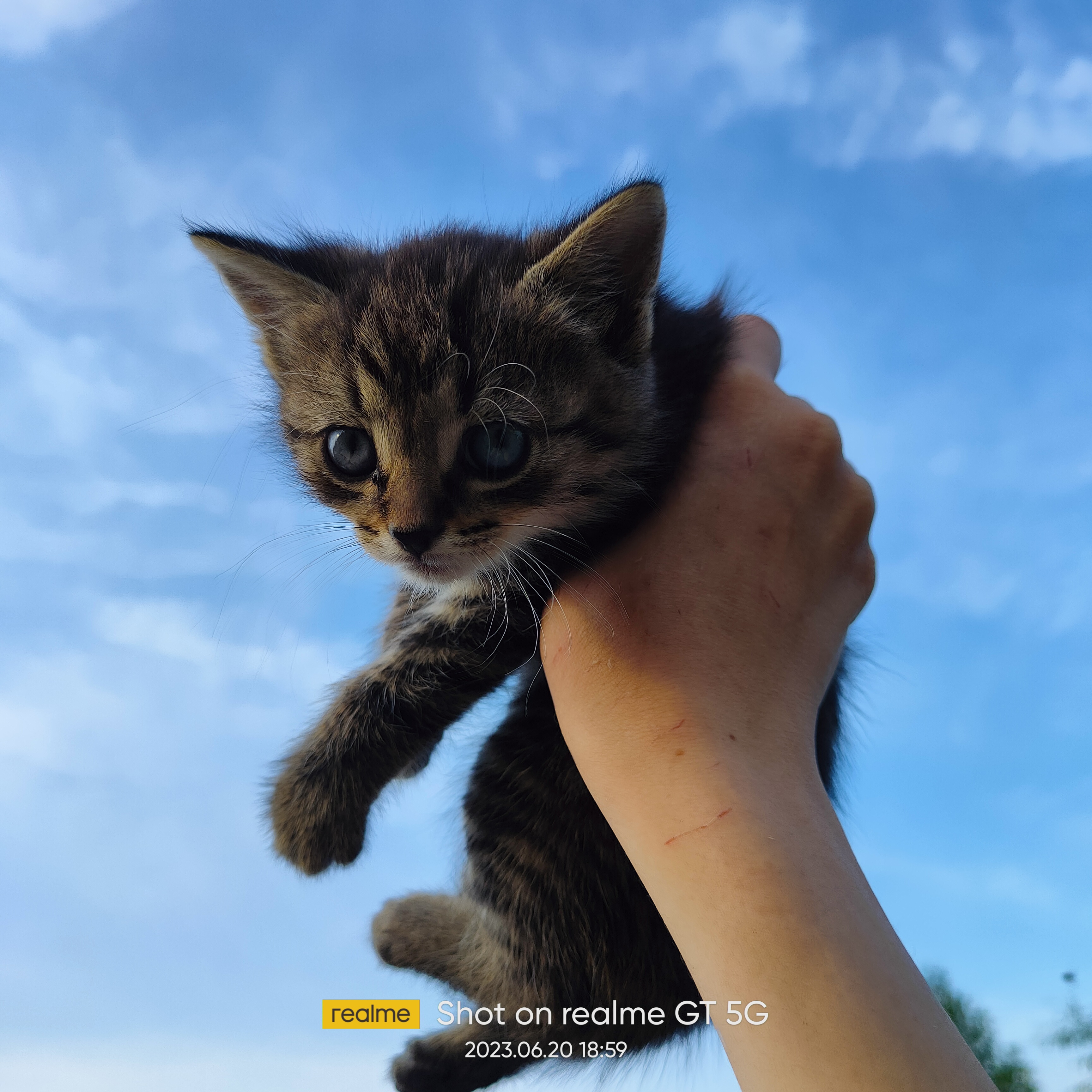GATO