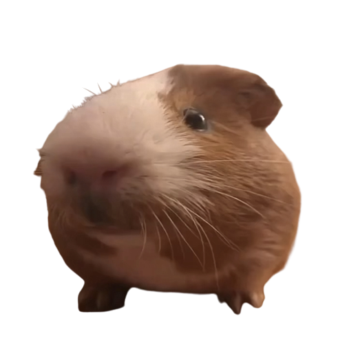 RollaCosta