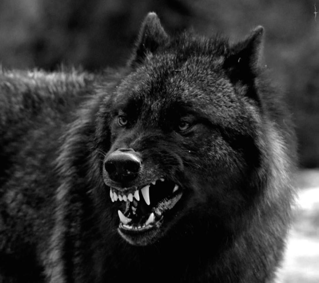 WolfiAskan