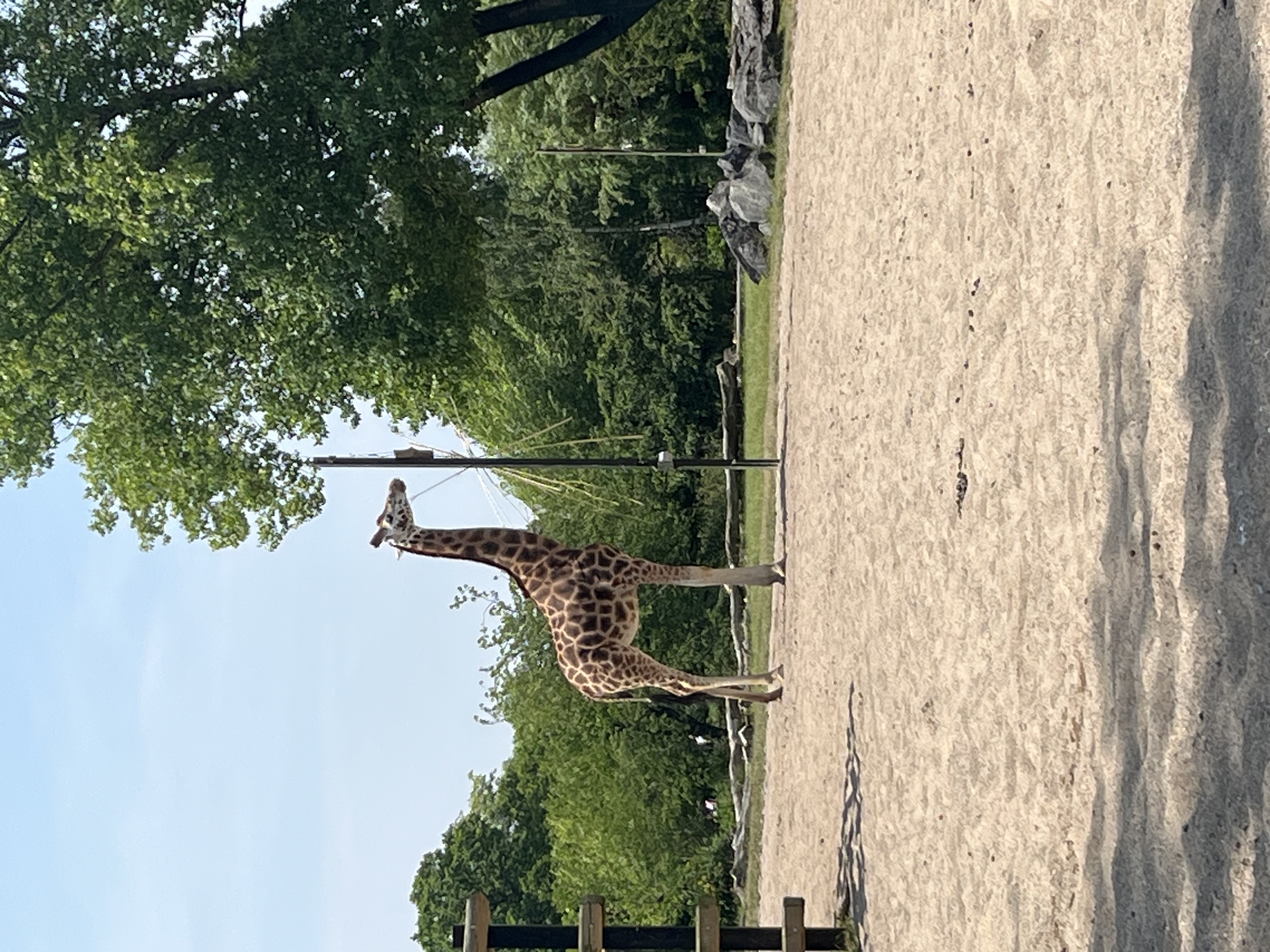 Grumpy.Giraffe