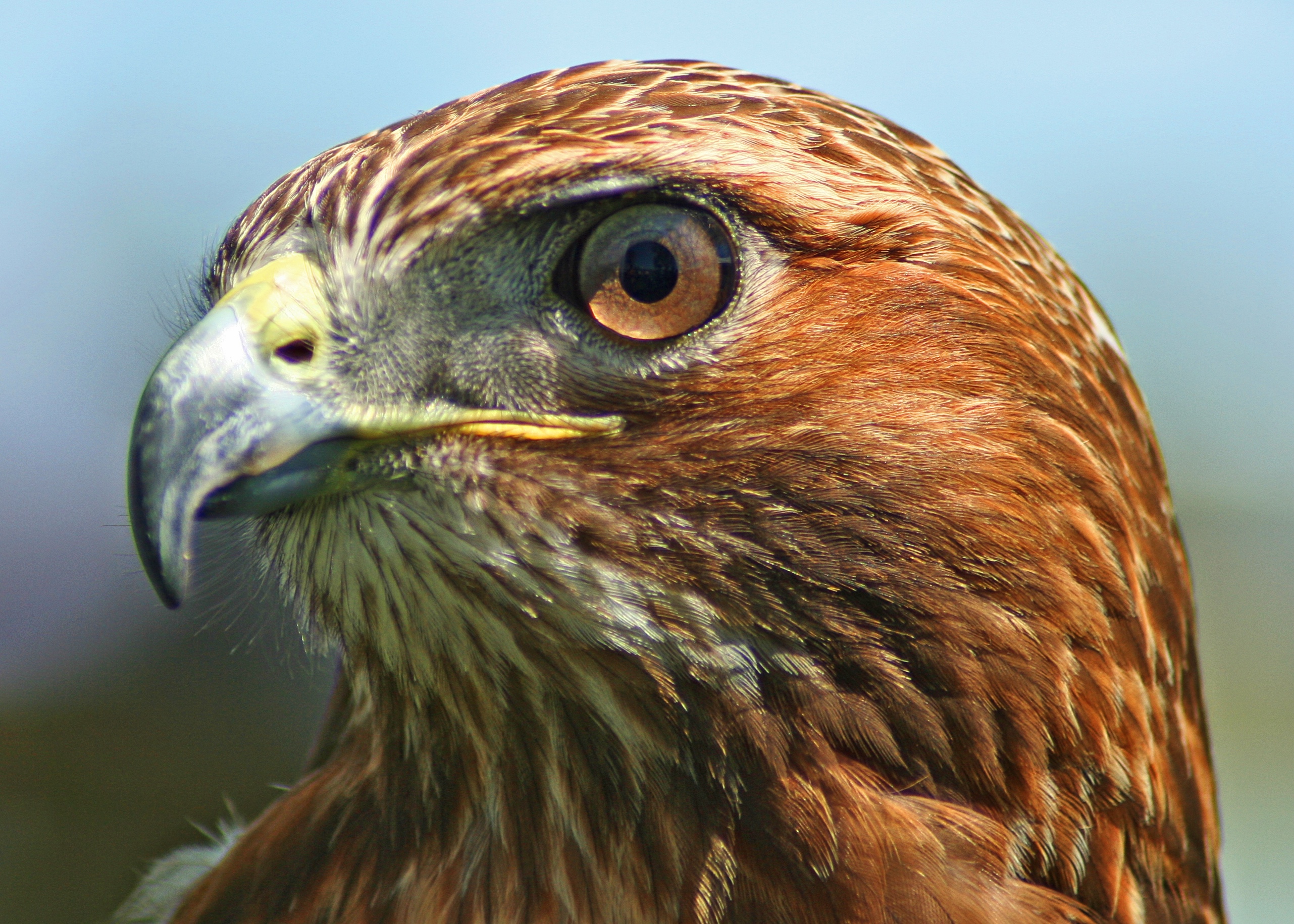 GraveHawk