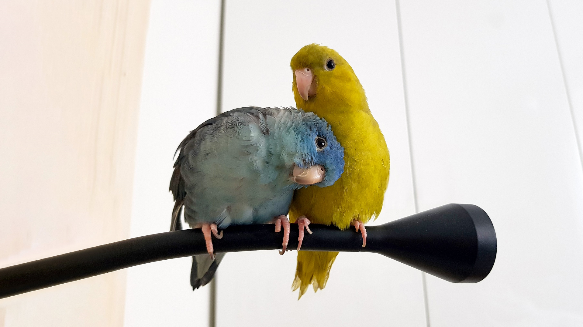 parrot227