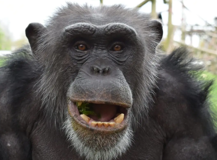 CHIMPANZEEZOO