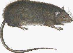 Rat2425